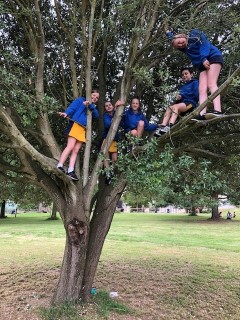 Pupils climbing a tree