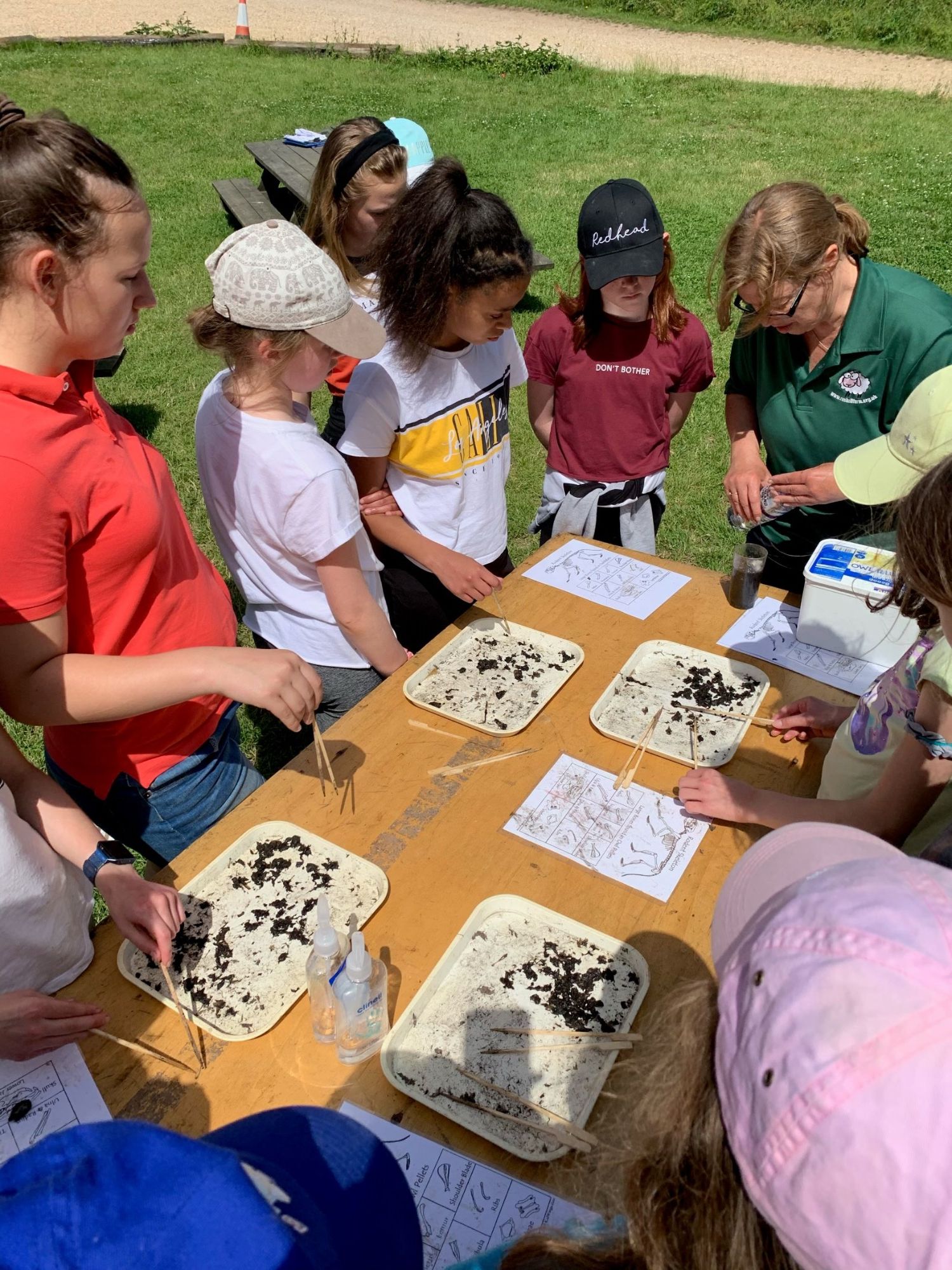 dissecting an owl pellet