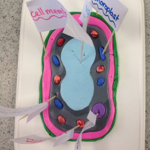 Y7 Cell Project 5