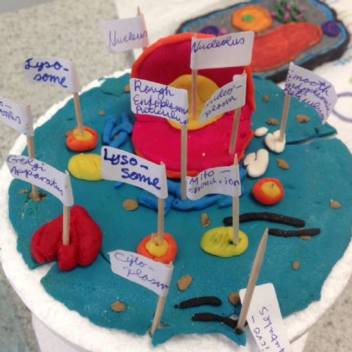 Y7 Cell Project 7