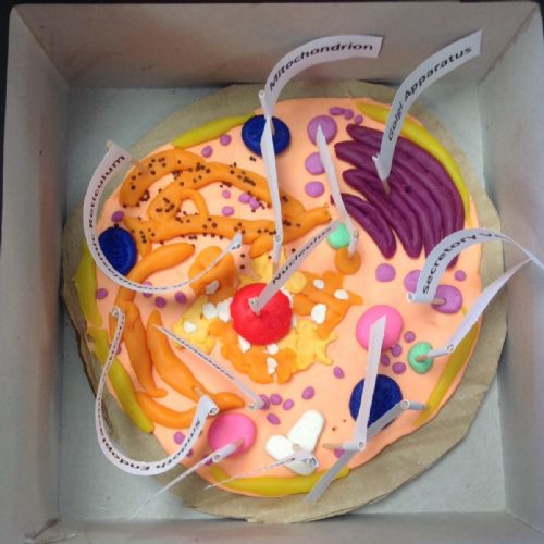 Y7 Cell Project 3