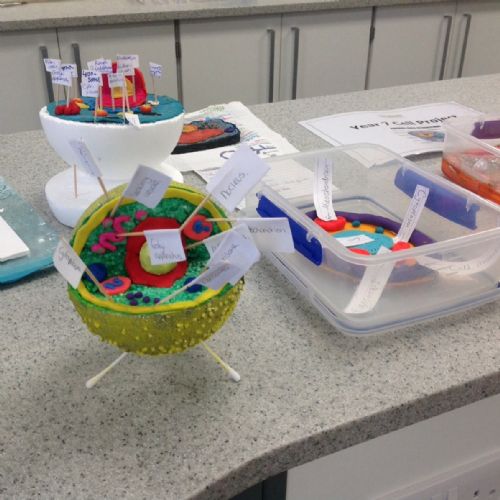 Y7 Cell Project 2