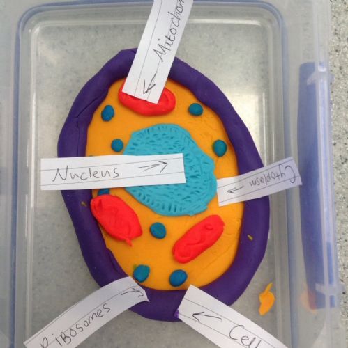 Y7 Cell Project 4