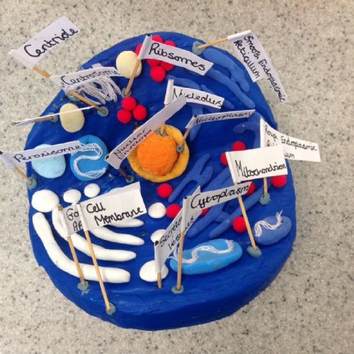 Y7 Cell Project 1